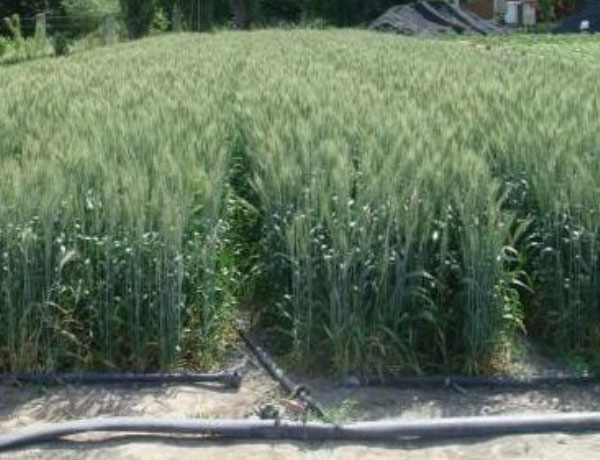 小麦节水灌溉措施