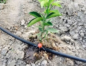 柑橘滴灌水肥项目，高效节水灌溉项目