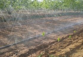柑橘园低压微喷灌技术