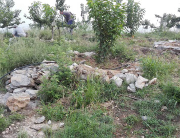 喷灌自动化灌溉系统